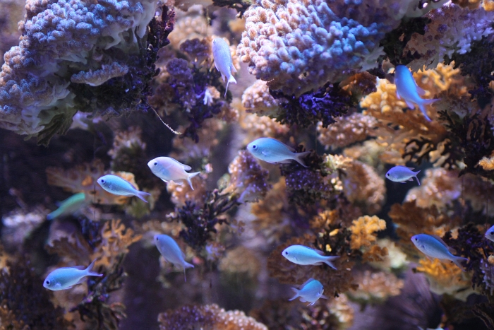 Marineland - Aquarium - 050